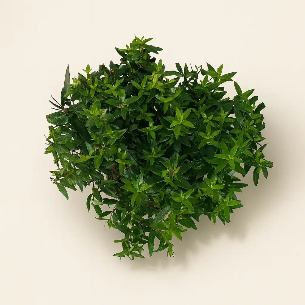 Мирт Обыкновенный штамбовый 12/35