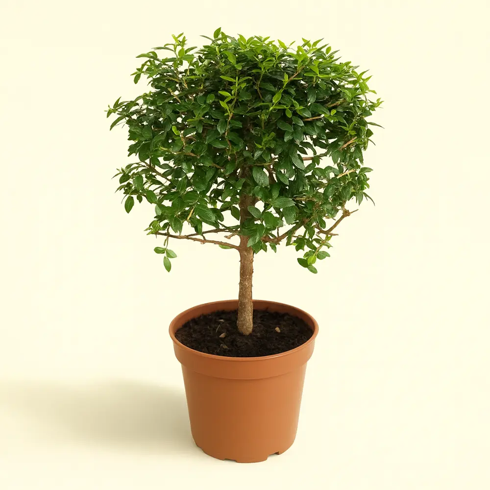 Мирт Обыкновенный штамбовый 12/35