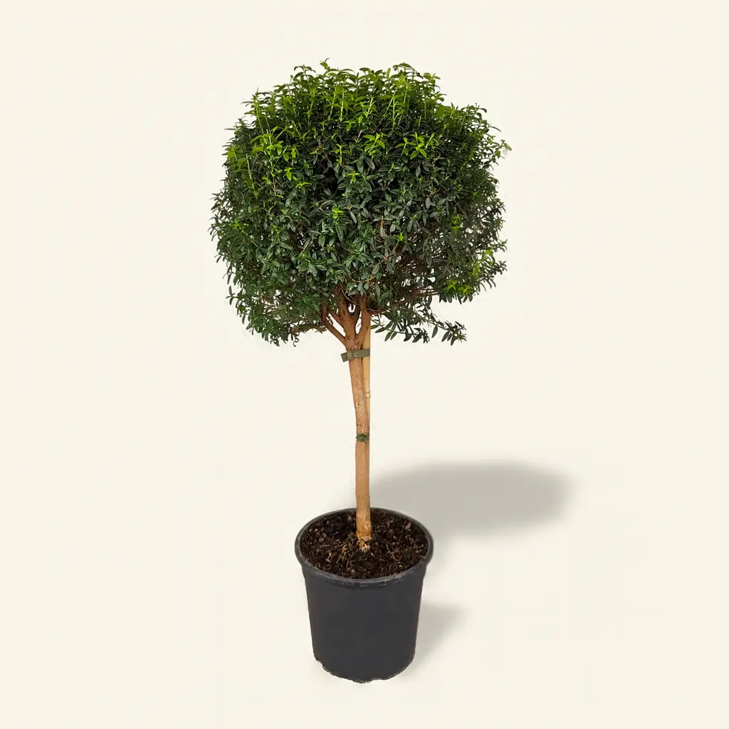 Мирт Обыкновенный штамбовый 17/65