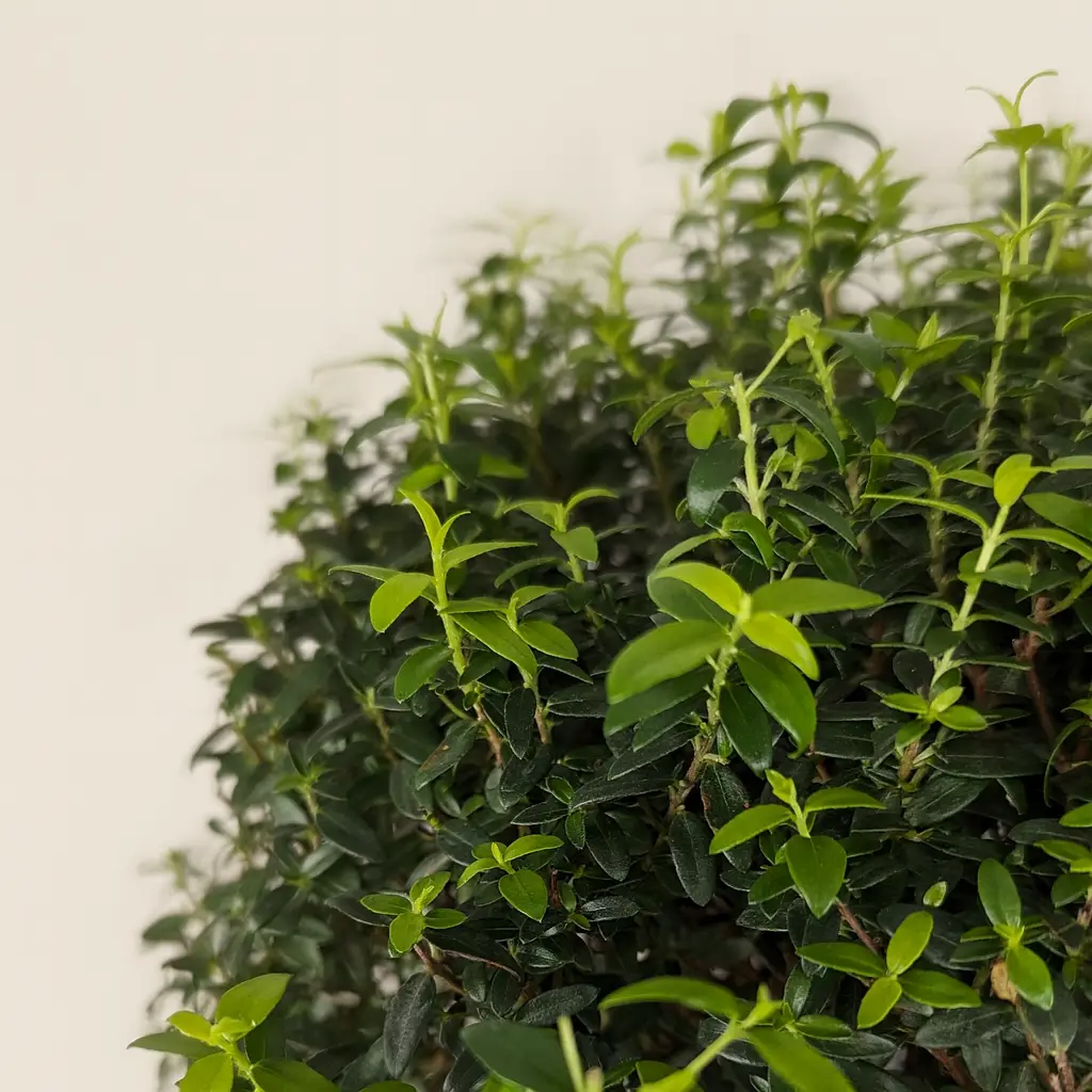 Мирт Обыкновенный штамбовый 17/65