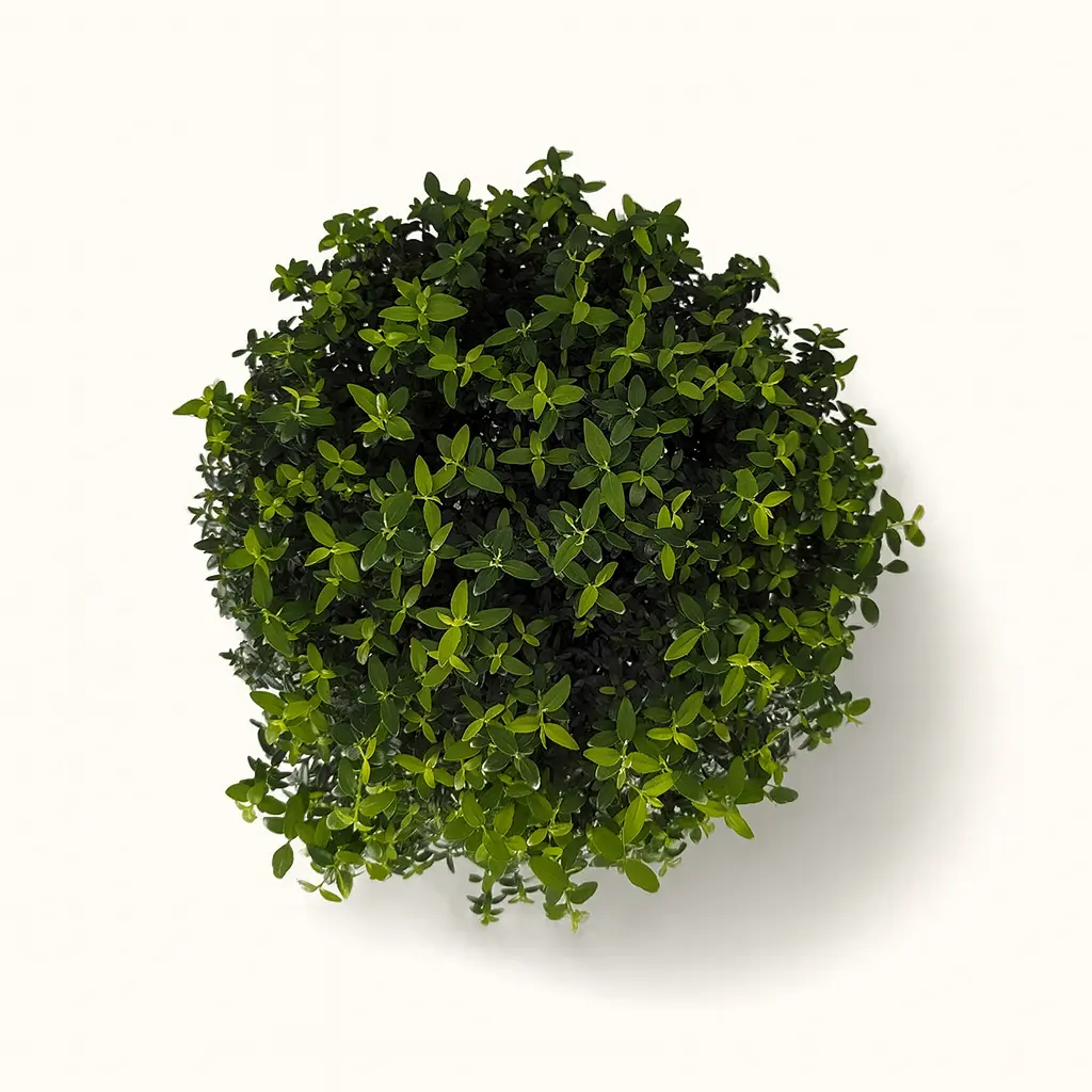 Мирт Обыкновенный штамбовый 17/65