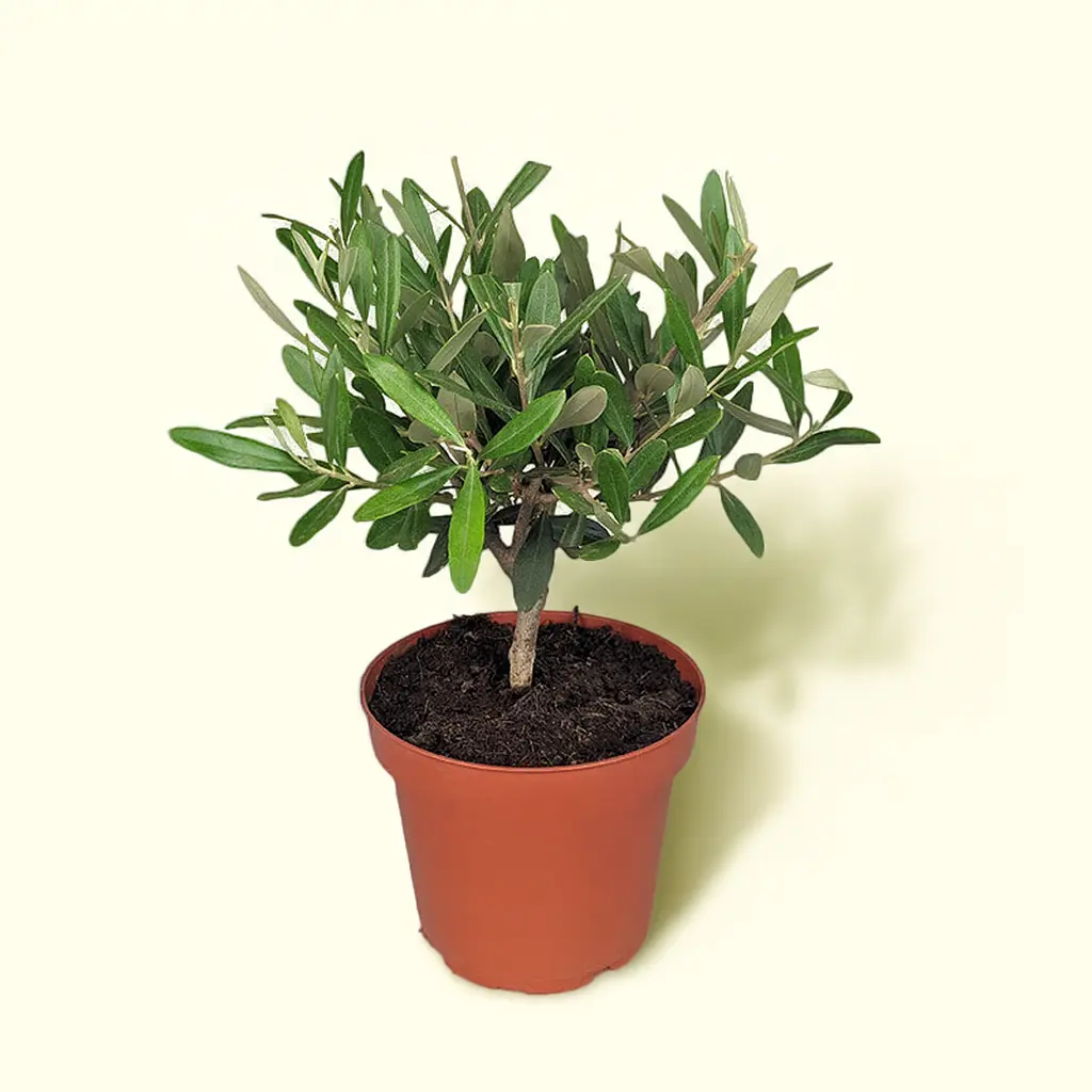 Олива Европейская 15/35