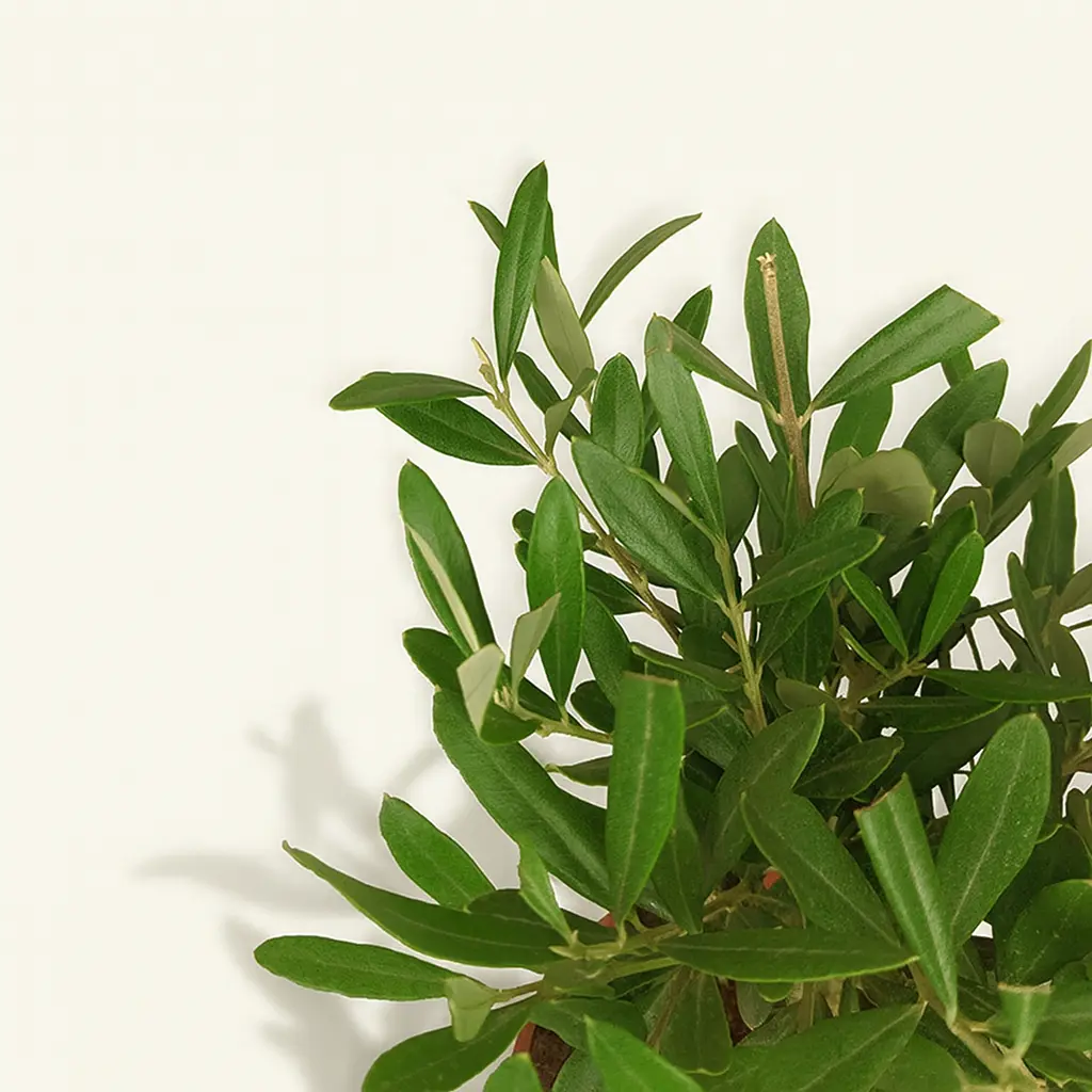 Олива Европейская 15/35