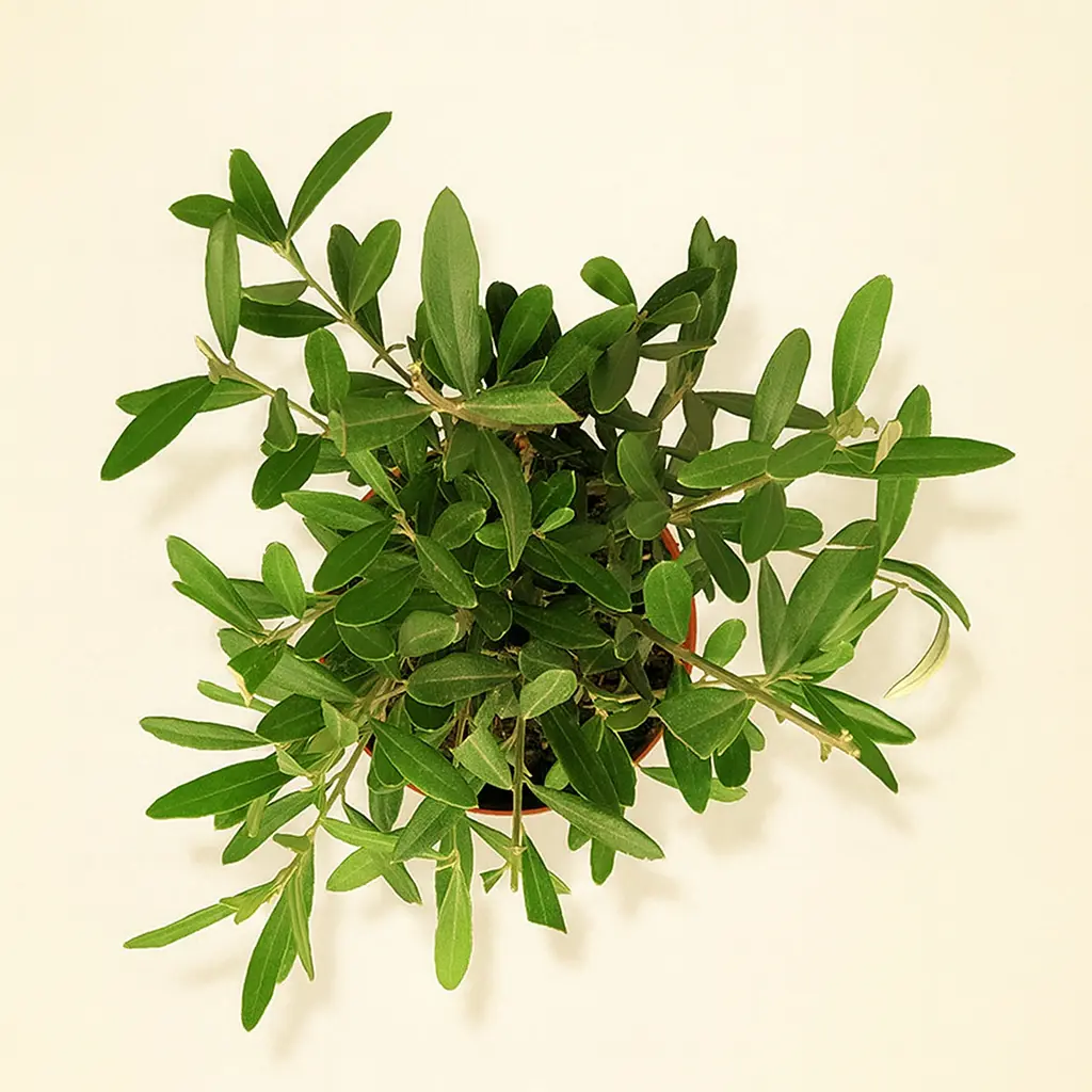 Олива Европейская 15/35