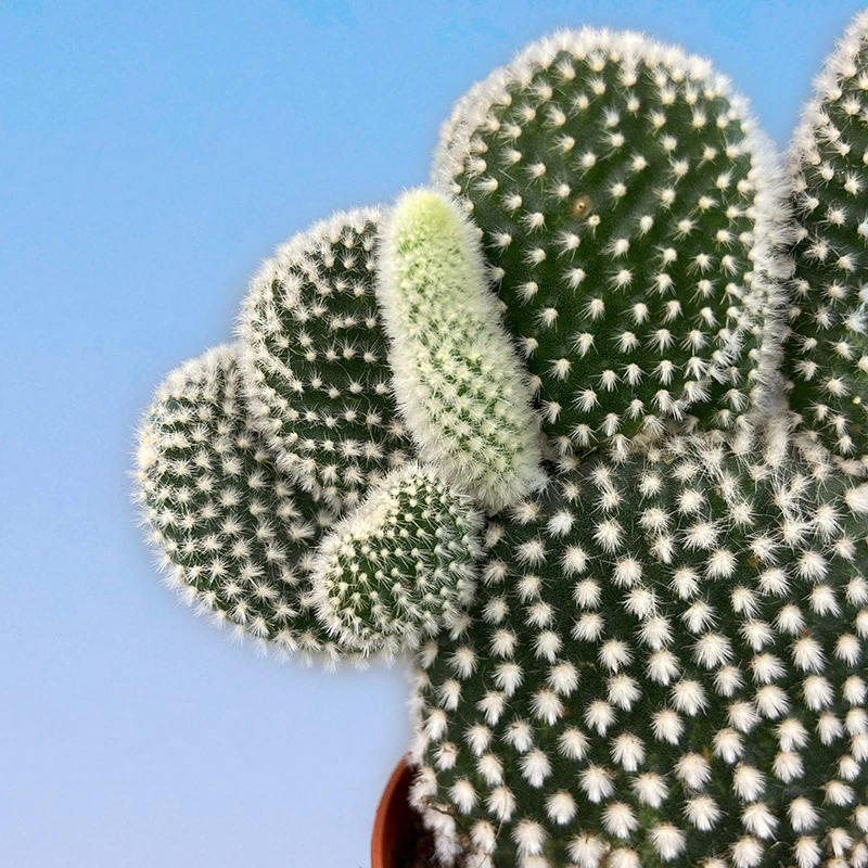 Опунция Мелковолосистая Албиспина 9/15