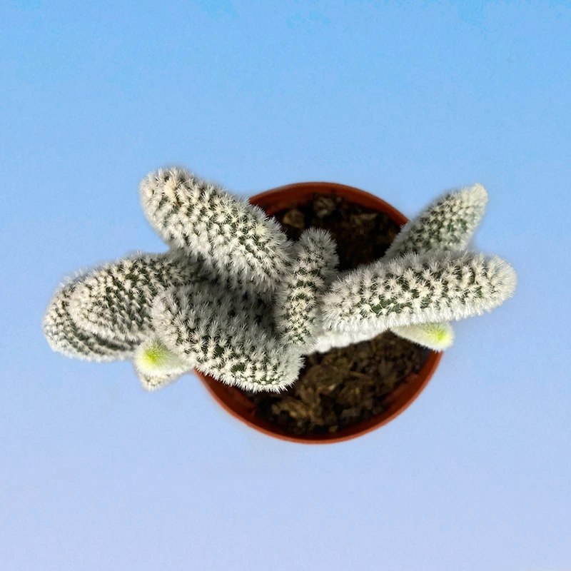 Опунция Мелковолосистая Албиспина 9/15