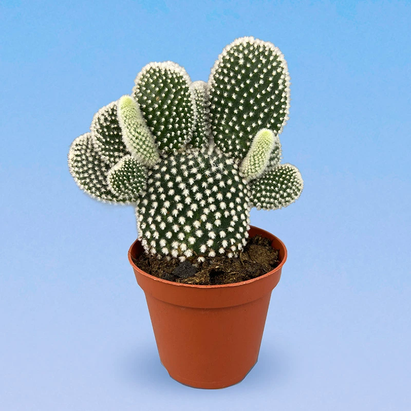 Опунция Мелковолосистая Албиспина 9/15