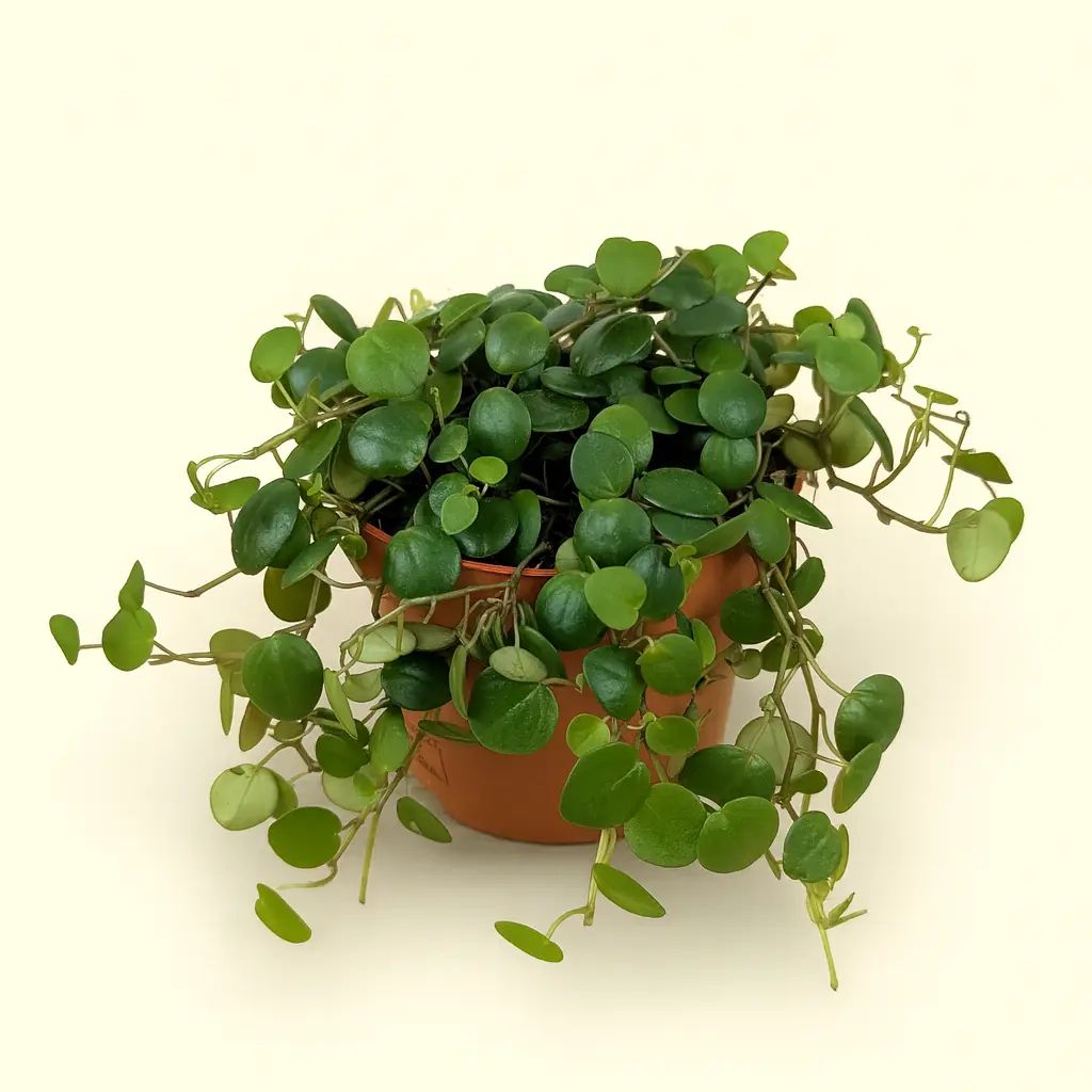 Пеперомия Пепперспорт 12/25