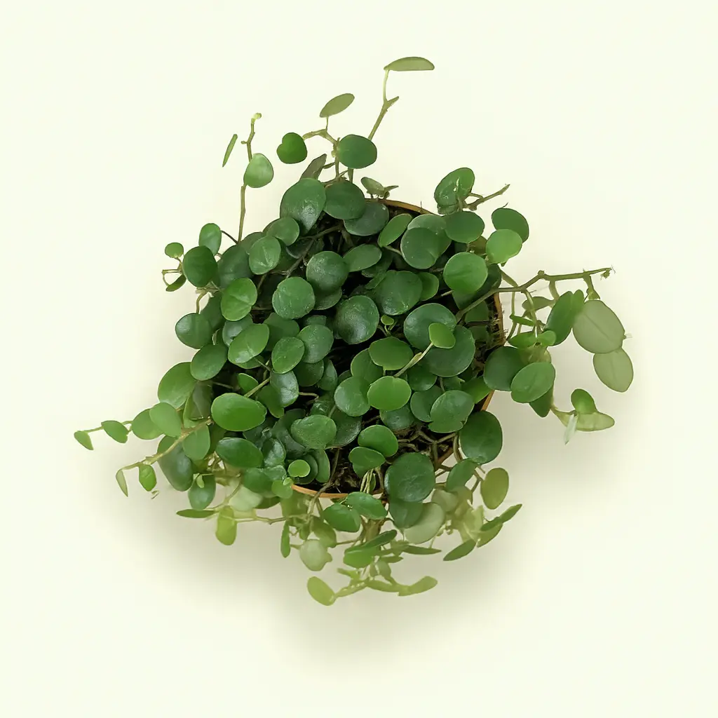 Пеперомия Пепперспорт 12/25