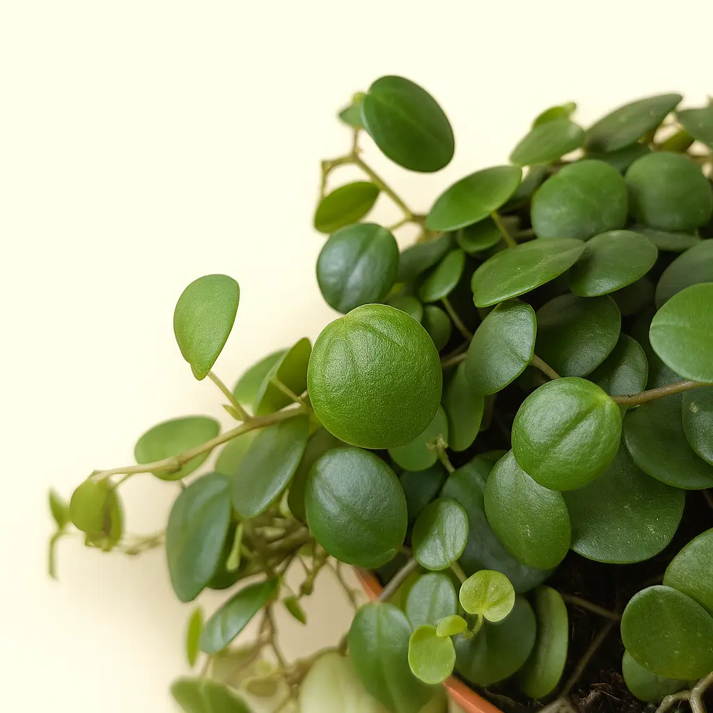 Пеперомия Пепперспорт 12/25