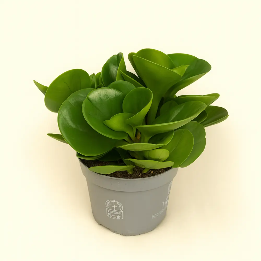 Пеперомия Туполистная Лемон Лайм 12/25