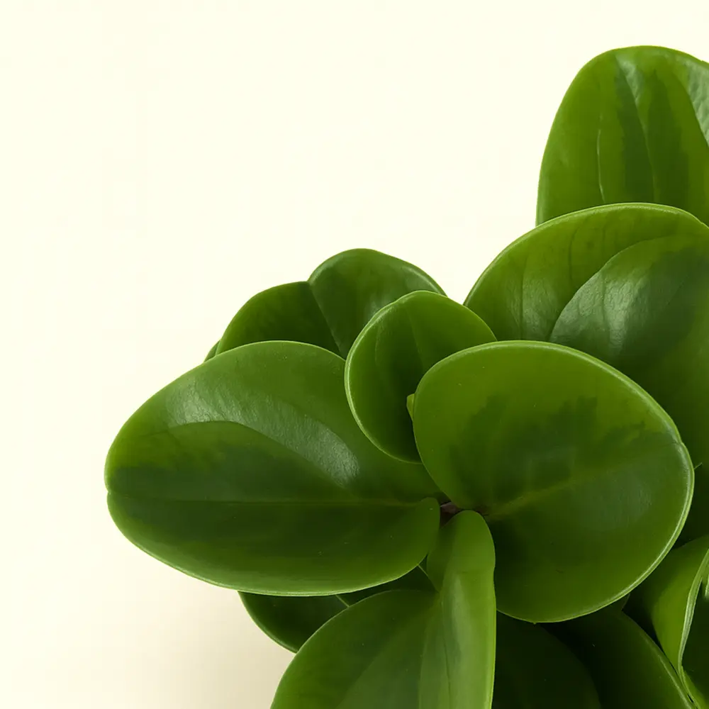 Пеперомия Туполистная Лемон Лайм 12/25