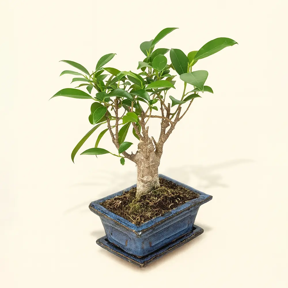 Фикус Ретуза Бонсай 12/20