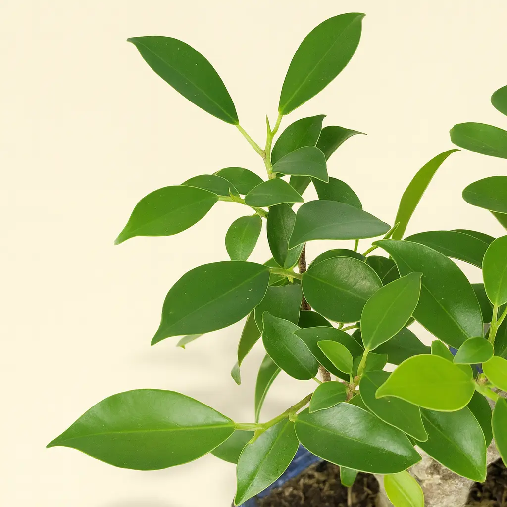 Фикус Ретуза Бонсай 12/20