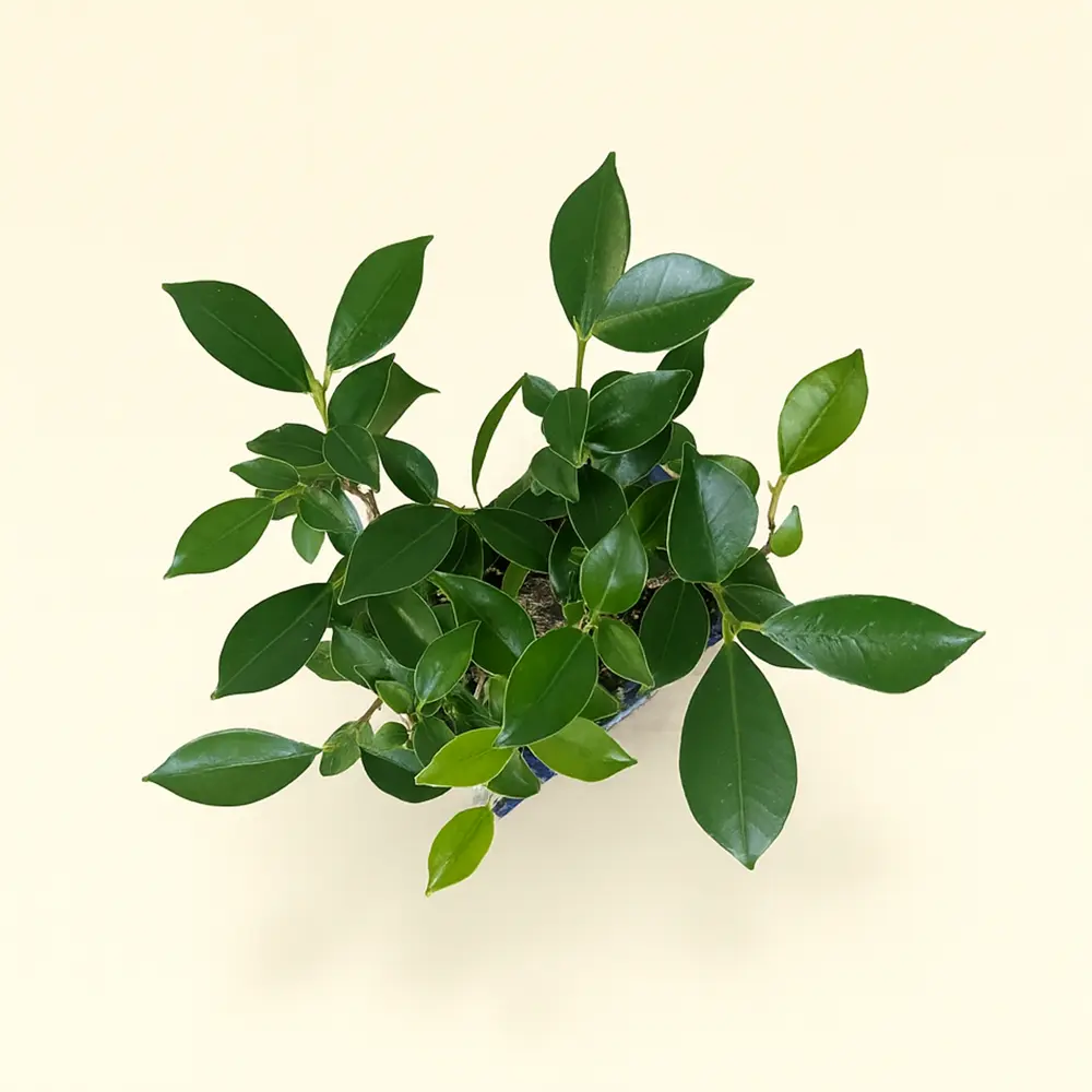 Фикус Ретуза Бонсай 12/20