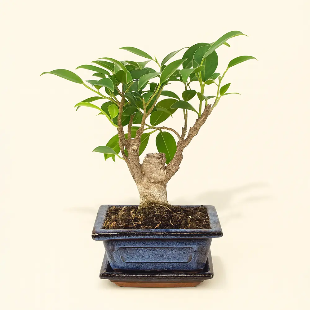Фикус Ретуза Бонсай 12/20