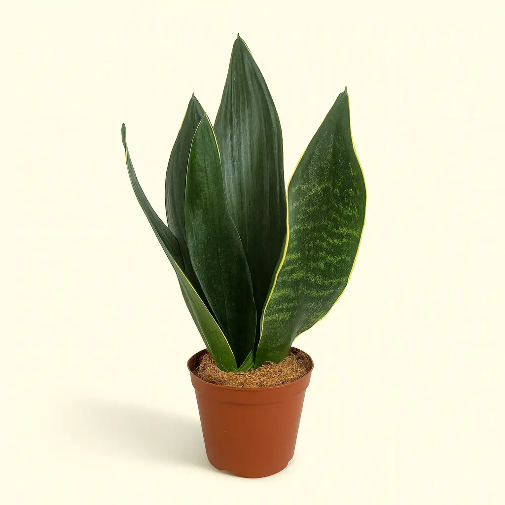 Сансевиерия Блэк Даймонд 12/35