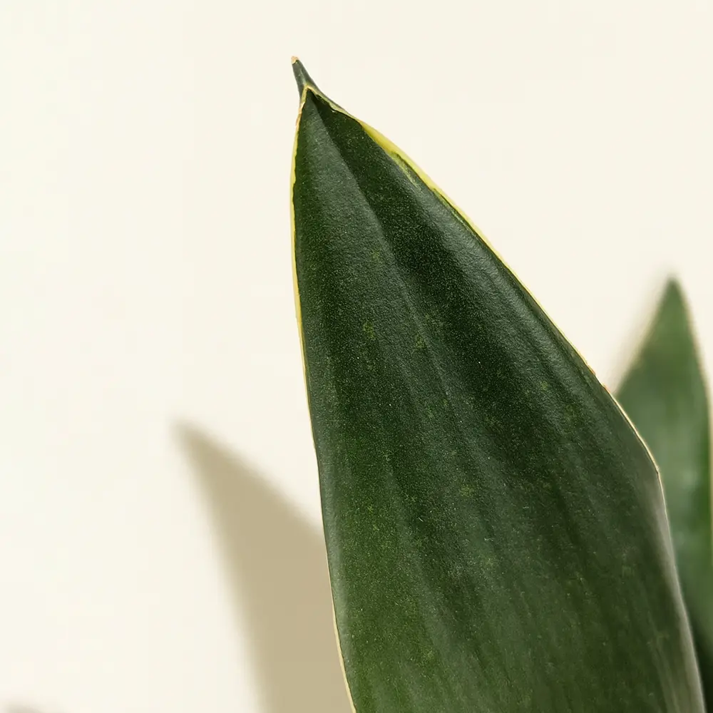 Сансевиерия Блэк Даймонд 12/35