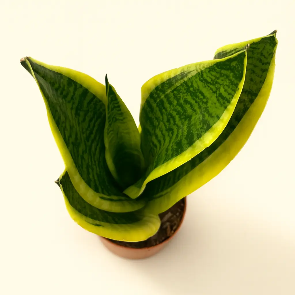 Сансевиерия Футура Суперба 9/35