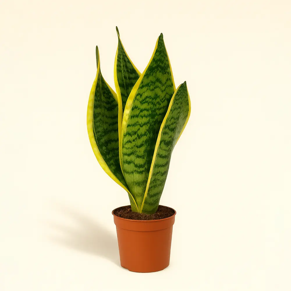 Сансевиерия Футура Суперба 9/35