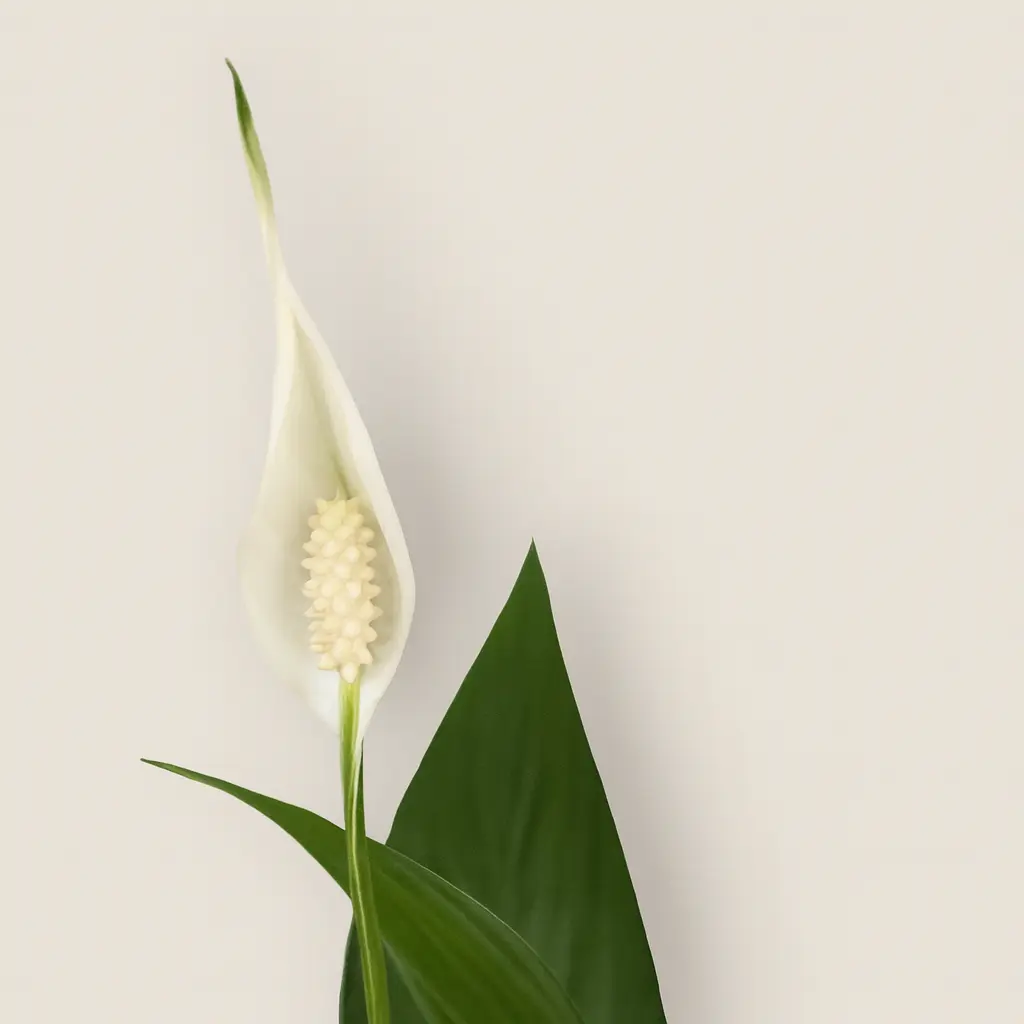 Спатифиллум Алана 12/50