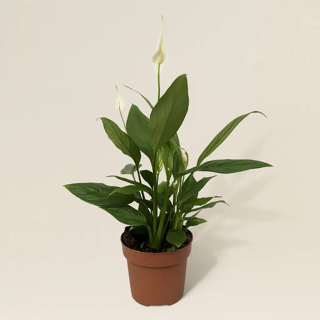 Спатифиллум Алана 12/50