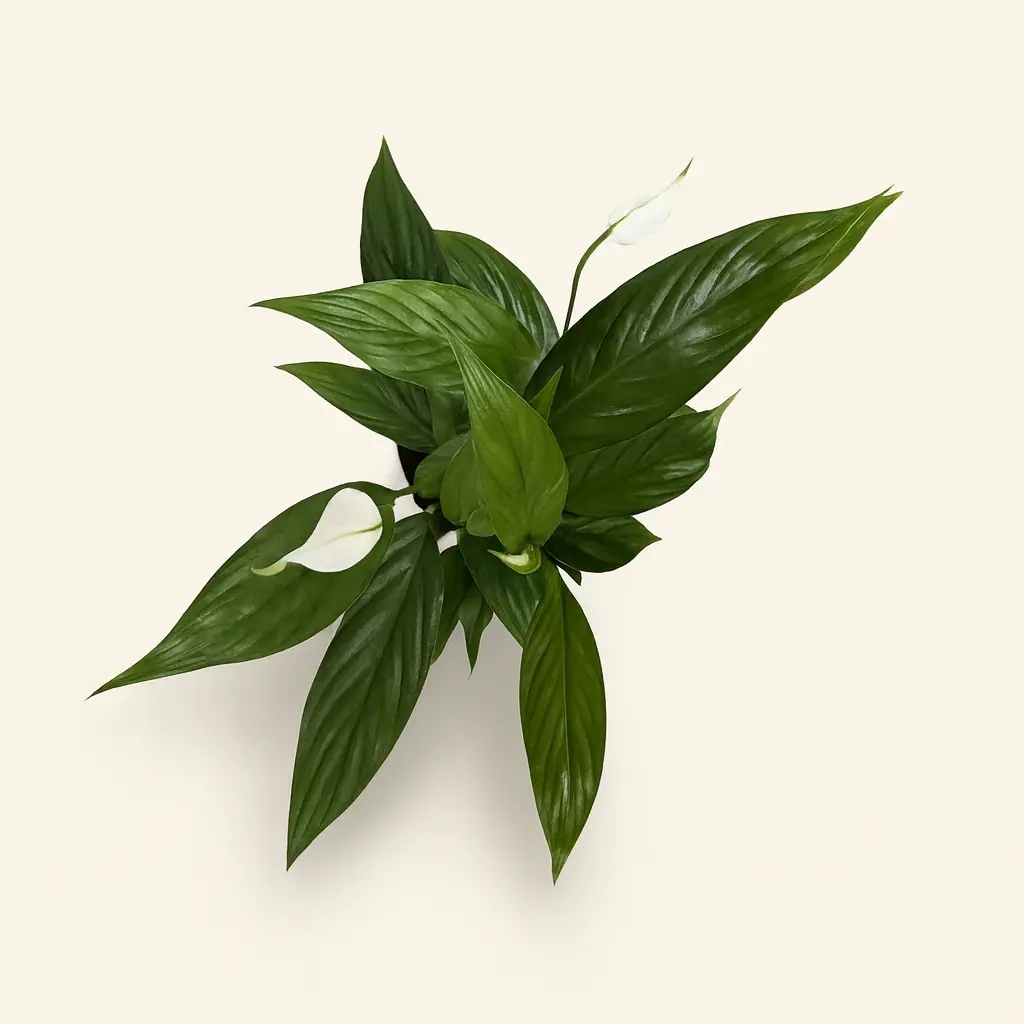 Спатифиллум Алана 12/50