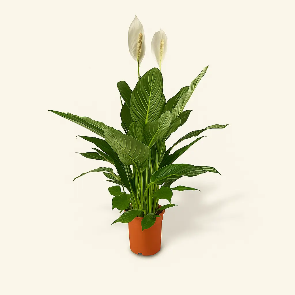 Спатифиллум Бинго Купидо 19/90