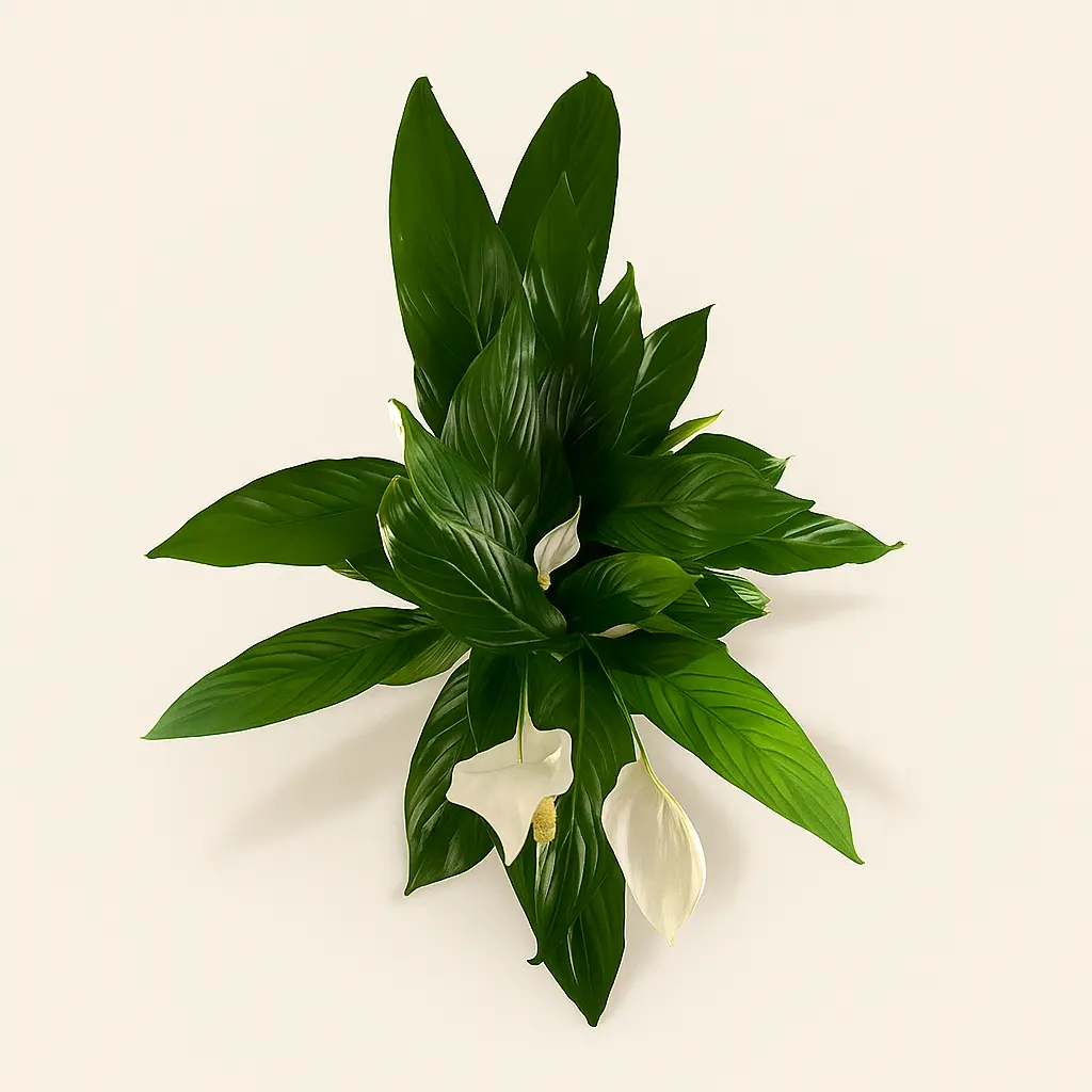 Спатифиллум Бинго Купидо 19/90