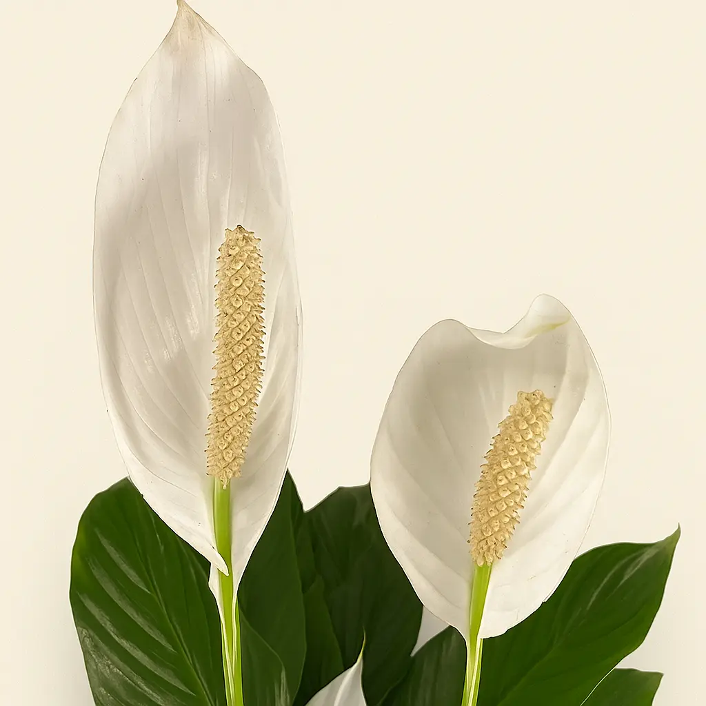 Спатифиллум Бинго Купидо 19/90