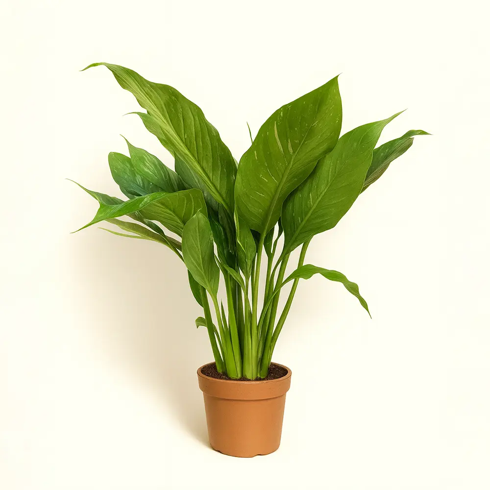 Спатифиллум Домино Вариегата 14/50