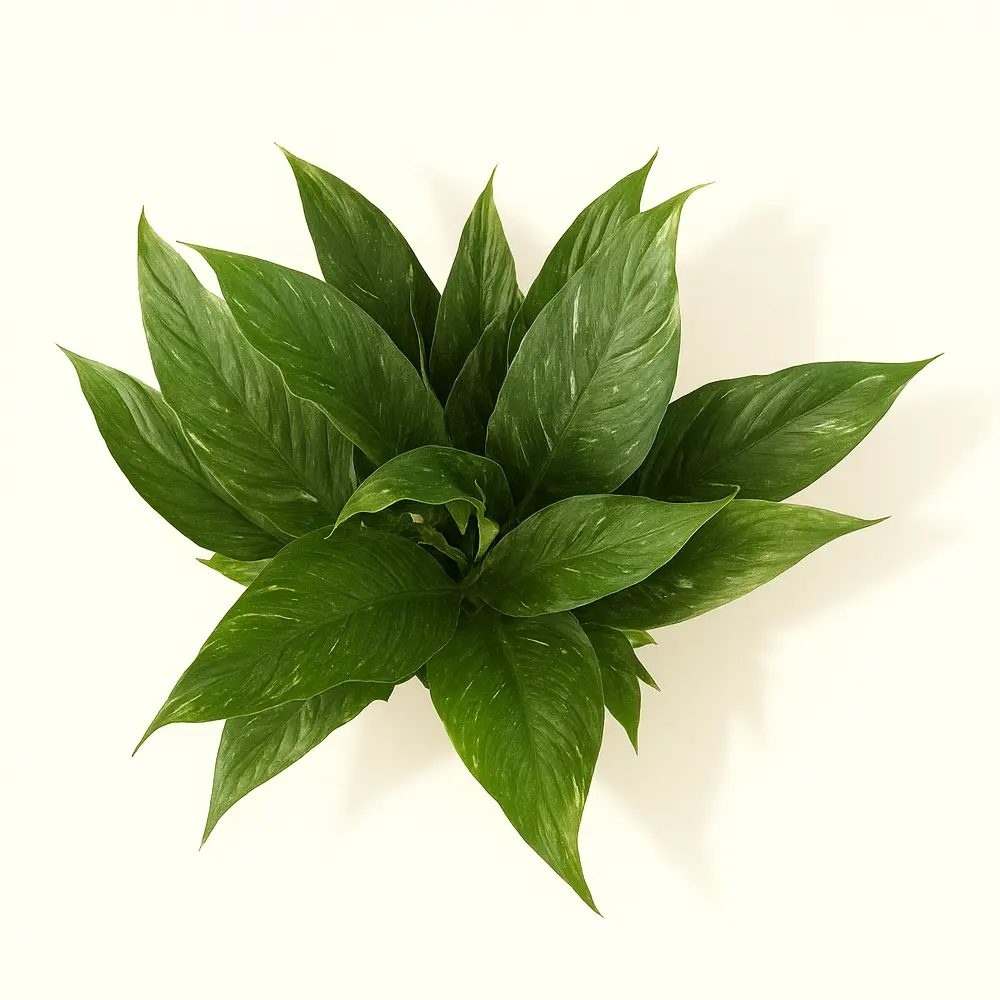 Спатифиллум Домино Вариегата 14/50