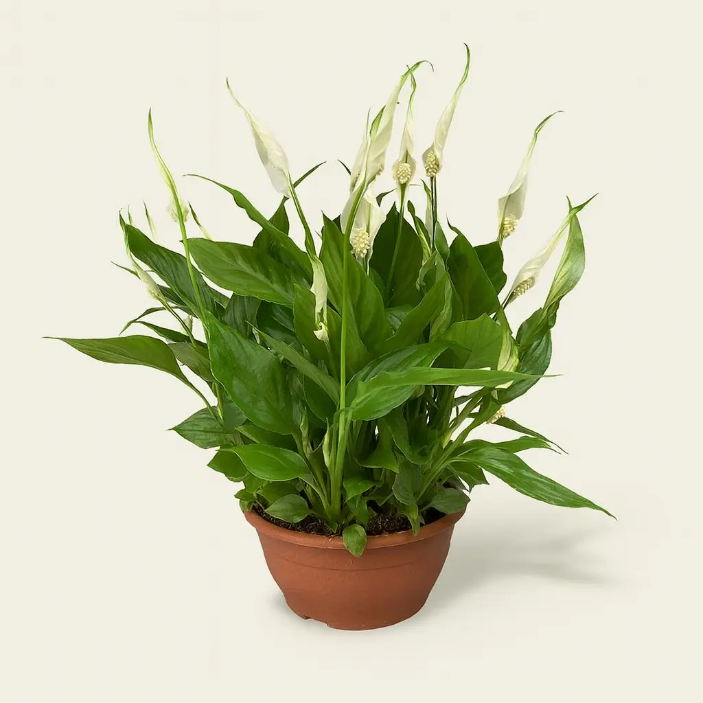 Спатифиллум Шопен в плошке 17/35