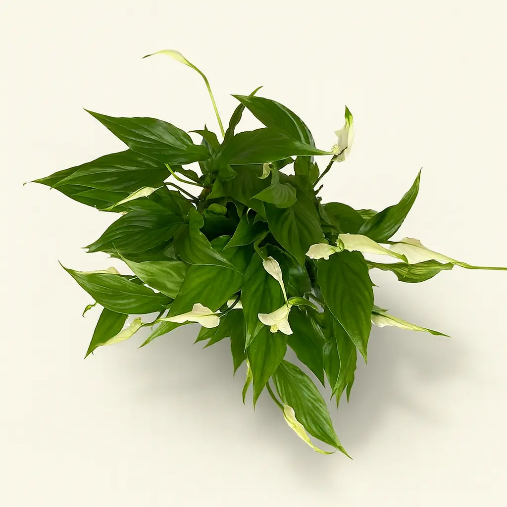 Спатифиллум Шопен в плошке 17/35