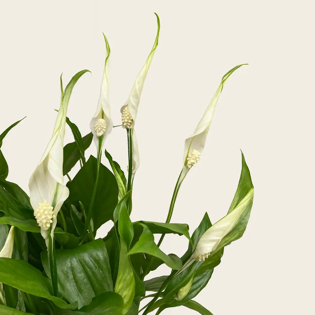 Спатифиллум Шопен в плошке 17/35