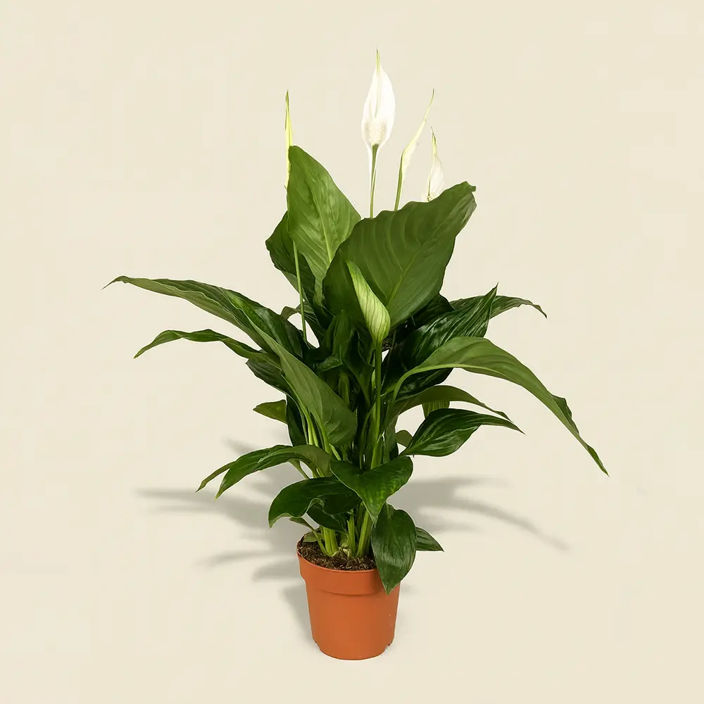 Спатифиллум Свит Рикардо 13/60