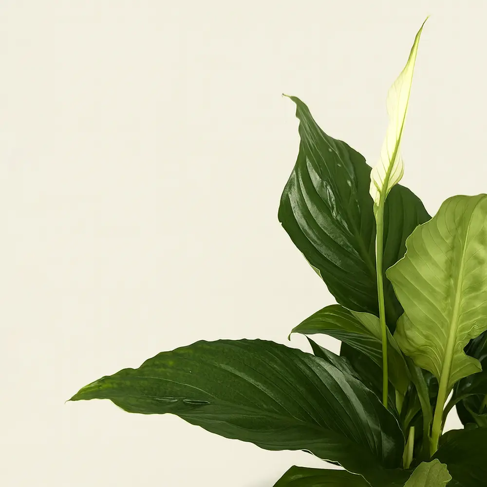 Спатифиллум Свит Рикардо 13/60