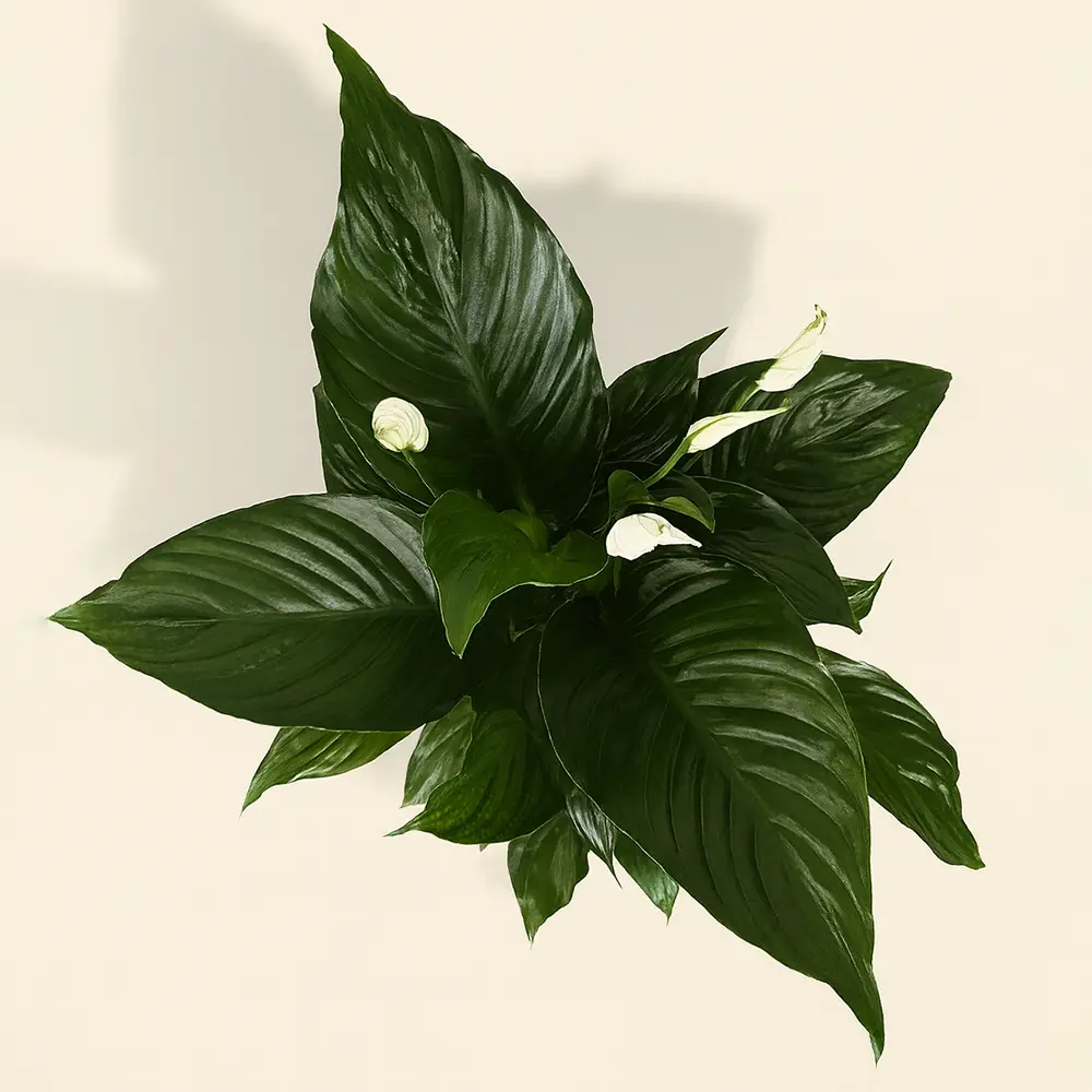 Спатифиллум Свит Рикардо 13/60