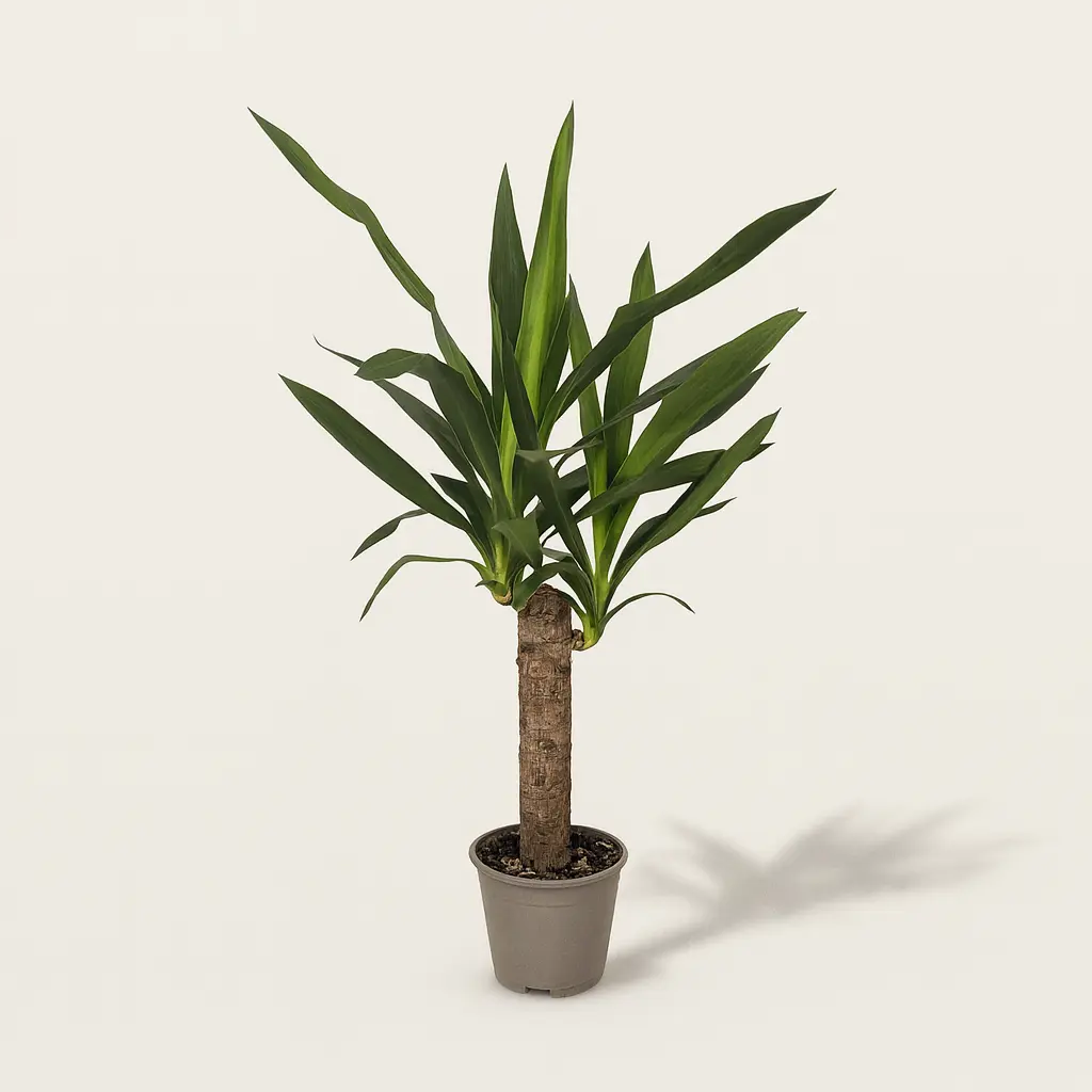 Юкка Слоновая 15/50