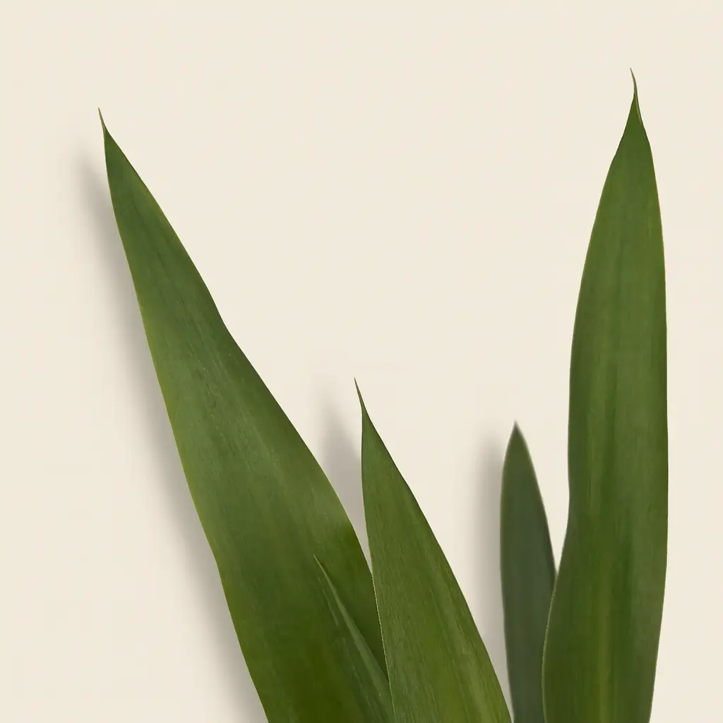 Юкка Слоновая 15/50