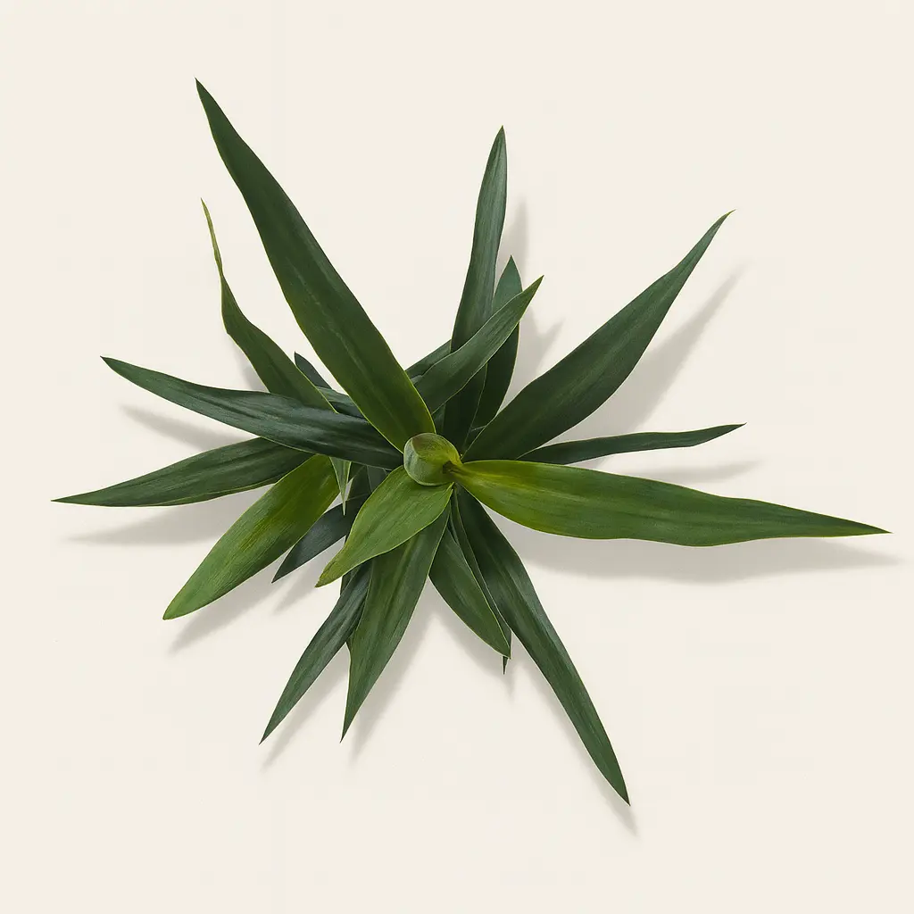 Юкка Слоновая 15/50