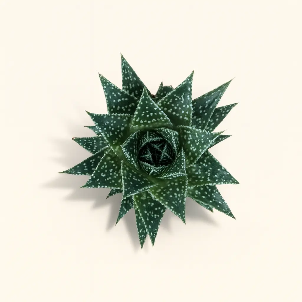 Алоэ Скуарроса 8/20