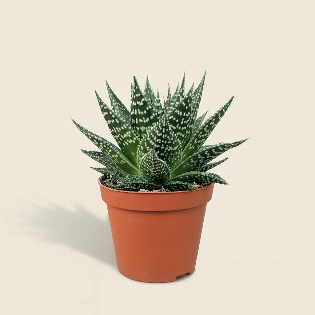 Алоэ Скуарроса 8/20