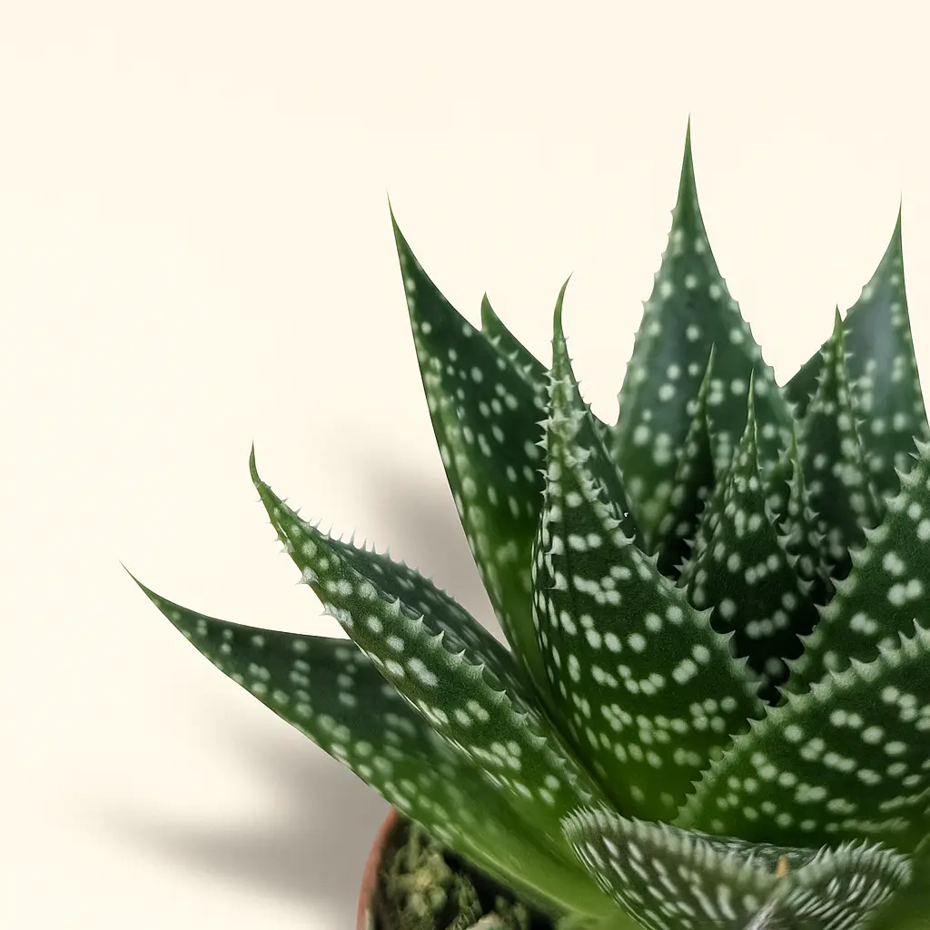 Алоэ Скуарроса 8/20