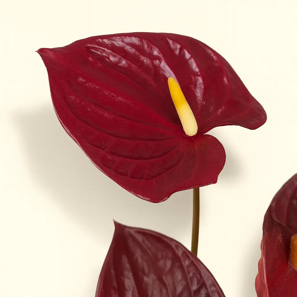 Антуриум Андре Деликата Бордовый 14/50