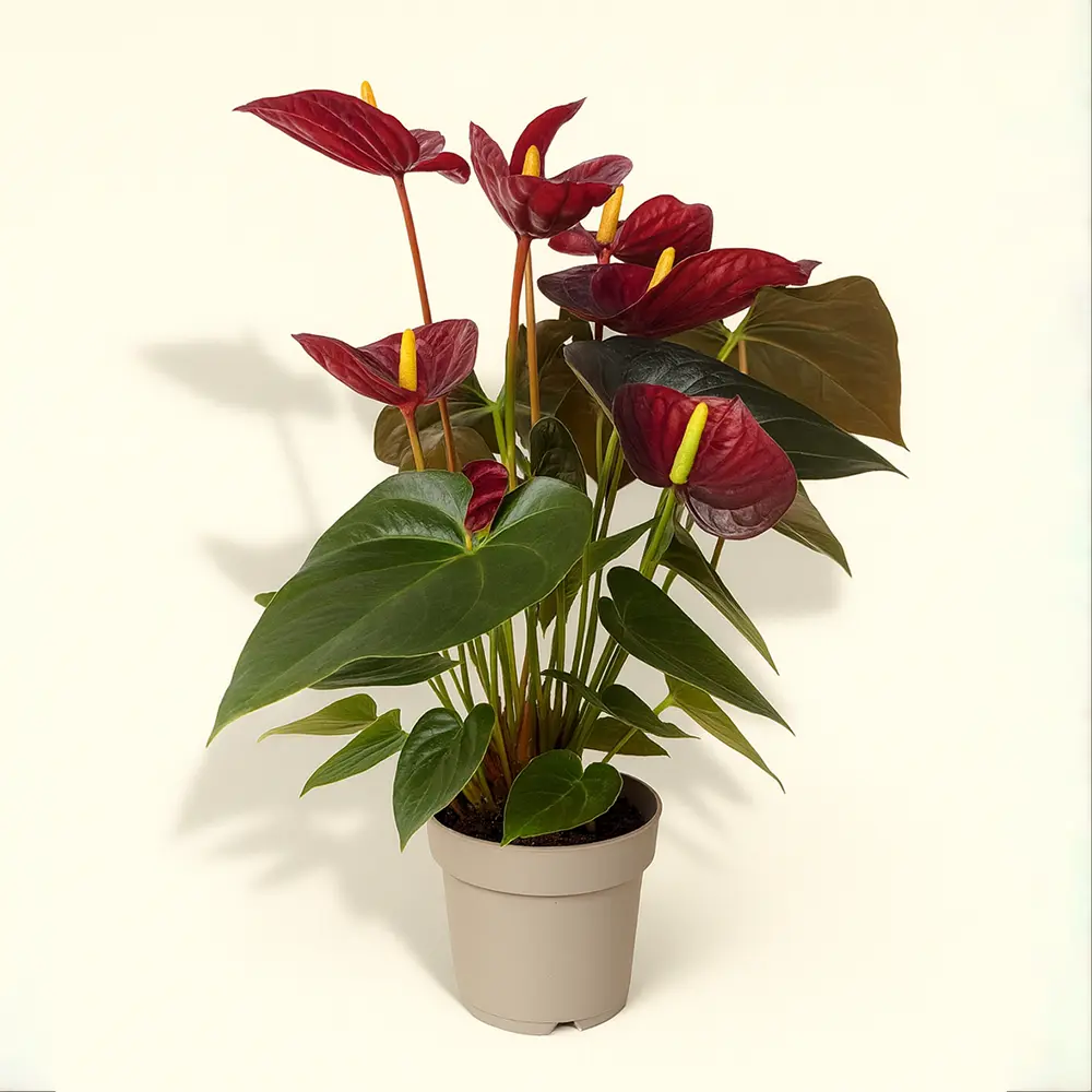 Антуриум Андре Деликата Бордовый 14/50