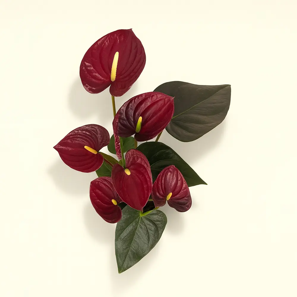 Антуриум Андре Деликата Бордовый 14/50