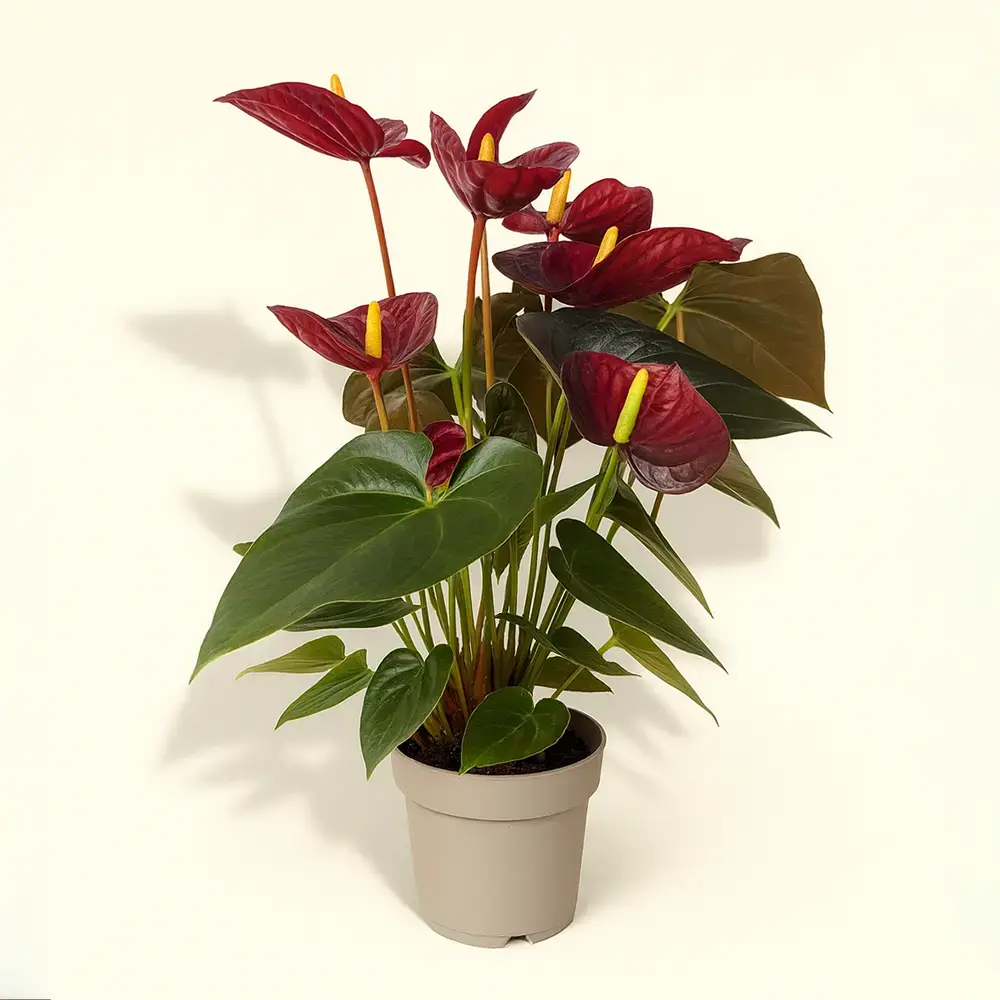 Антуриум Андре Деликата Бордовый 14/50