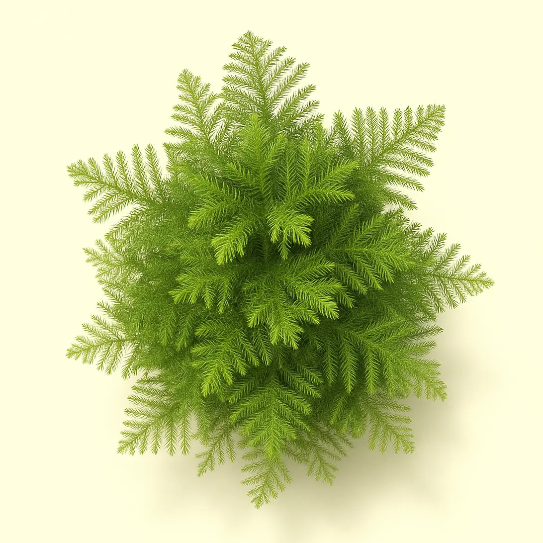 Араукария Хетерофилла 24/75