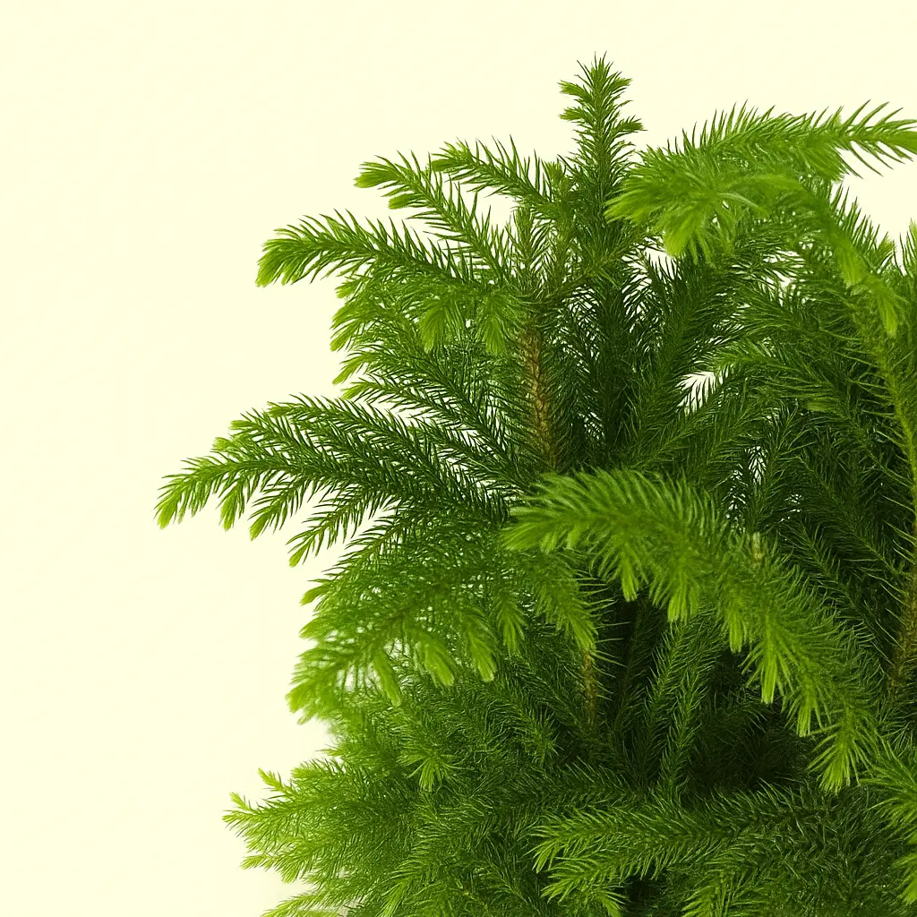 Араукария Хетерофилла 24/75